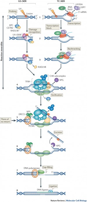 Research – Nucleotide Excision Repair group